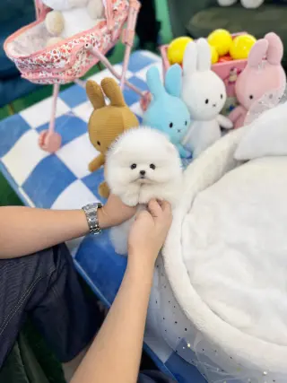 Pure breed puppies