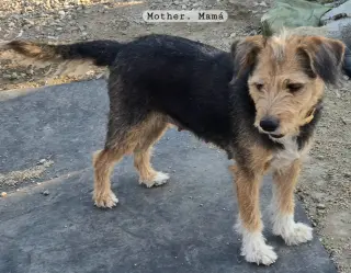 Cachorros en adopción $50