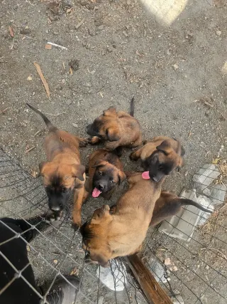 Adorables Cachorros en Adopción