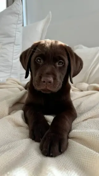 Cachorros de Labrador Retriever AKC  Criados en familia