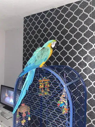 Male and Female blue and gold macaw very tame and very intelligent