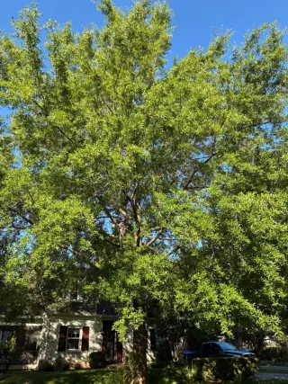 Benigno Perez Tree Services