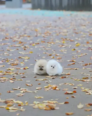 Adorable Cachorro Pomerania en Venta
