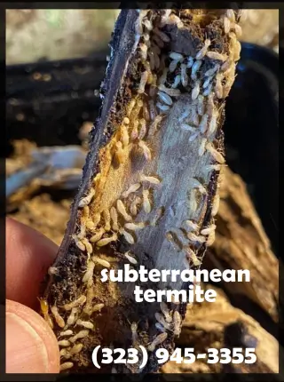 TERMITE TENT FUMIGATION OR LOCAL TREATMENT LOS ANGELES
