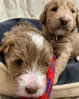 Adorable Miniature Puppies for Sale