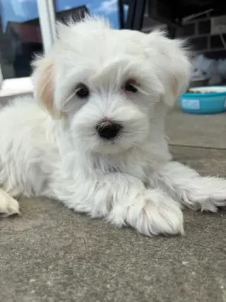 Maltese Bichon  Macho y Hembra