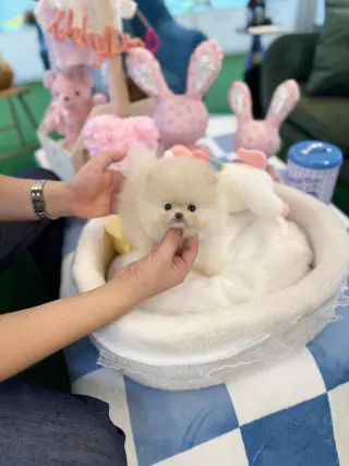 Pure breed puppies