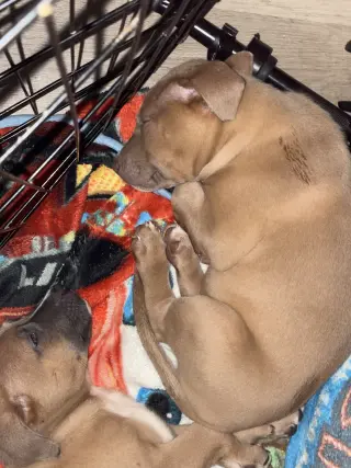 Adorables Cachorros en Adopción