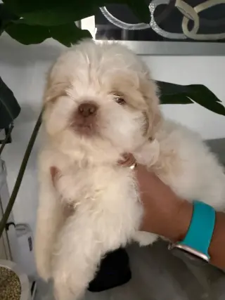 Shih Tzu Puppies – Ready for Their Forever Homes!