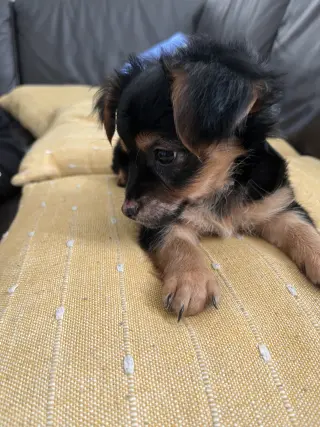 Adorable Perro Pequeño en venta