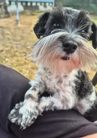 SCHNAUZER PATICOAT FLUFFIES