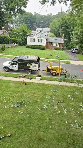 Tree Services