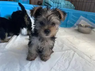 Encantador y bien adiestrado Yorkie busca un nuevo hogar definitivo.