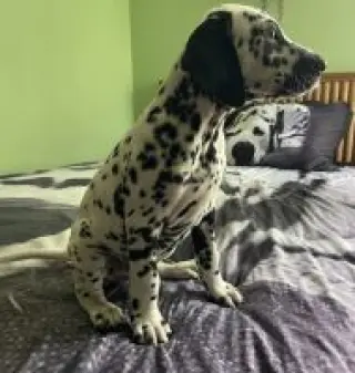 Cachorros Dálmata Macho Y Hembra