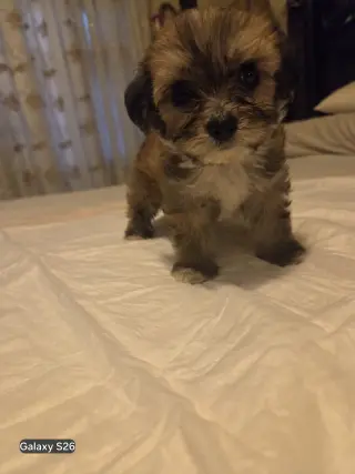 Cachorro Adorable en Venta