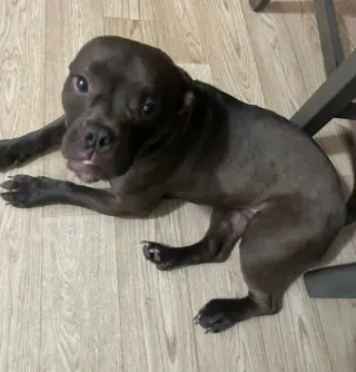 Regalo una perrita es gratis