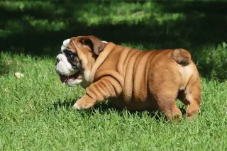 Adorable English Bulldog Puppy for Sale