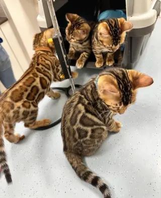 purebred Bengal Kittens