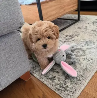 lovely puppy