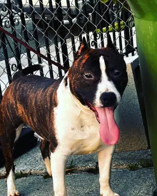 Amigables Pit Bulls Americanos en Adopción