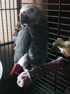 Loro Gris Africano en Venta
