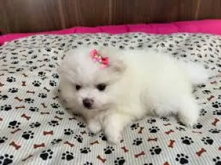 Pomerania Unos Lindos Cachorros