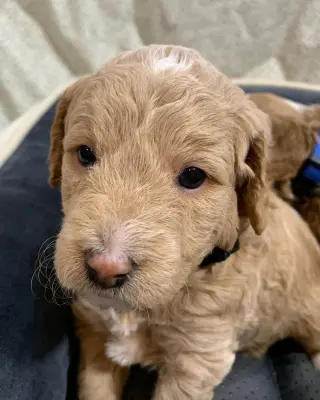 Adorable Miniature Puppies for Sale