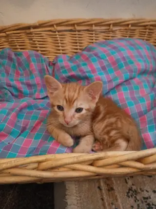 el amor hecho gatitos...