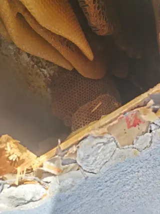 Henrys Bees Removal Service