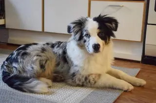Australian Shepherd Looking for a Loving Home