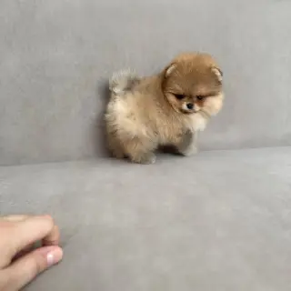 Hermoso Cachorro Pomerania en Venta