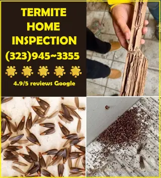 FUMIGACIONES TERMITAS ~ EXTERMINACIONES PLAGAS