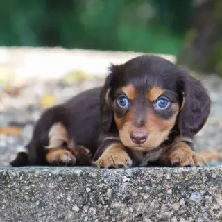 Tyler – Dachshund Puppies Puppy for sale