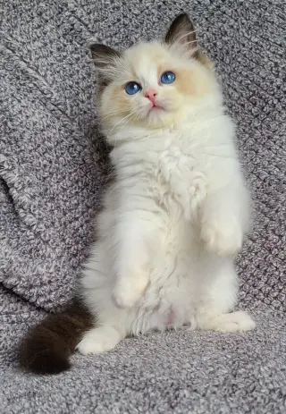Micheal Scottish fold Kittens