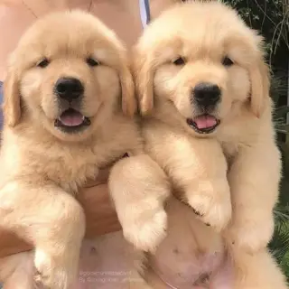 Adorable Cachorro Golden Retriever en Venta