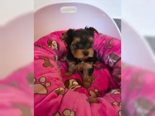 Pure Yorkshire Terrier Pups for Yorkshire lover