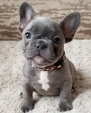 Adorable Cachorro de Bulldog Francés en Venta