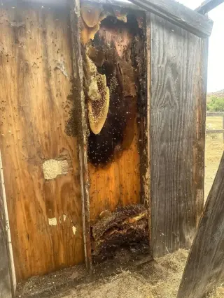 Henrys Bees Removal Service