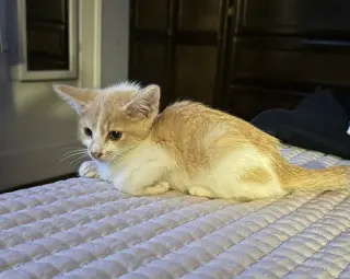 HERMOSA GATITA BUSCA HOGAR
