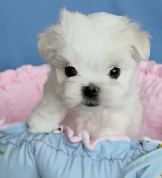 Male Teacup Maltese Available