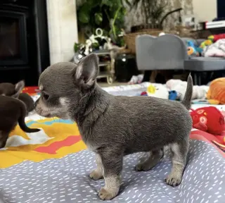 Chihuahua puppies for adoption