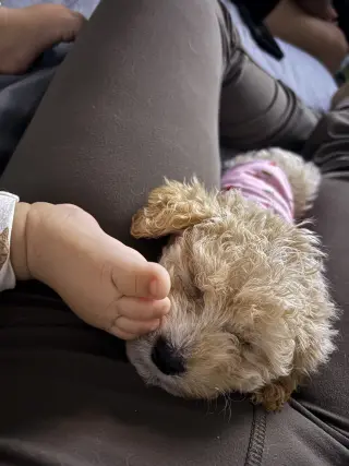Puppy