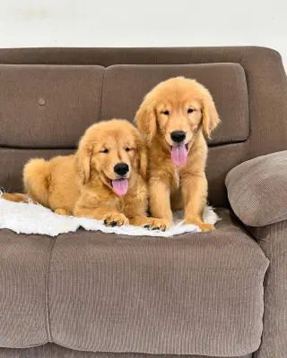Adorables Cachorros de Golden Retriever en Venta