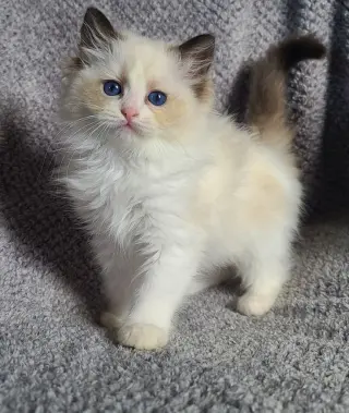 Micheal Scottish fold Kittens