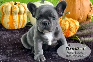 Cachorro Bulldog Francés Blue Macho 4389 **DISPONIBLE**