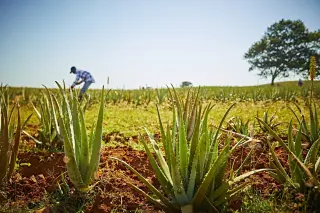 Aloe para beber con melocotón