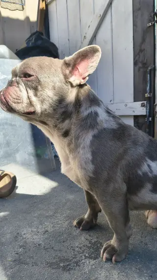 Frenchie macho