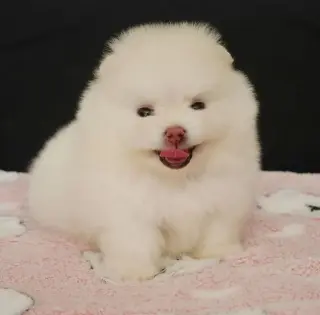 Pomeranian puppies