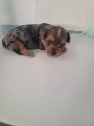 Yorkie small puppys
