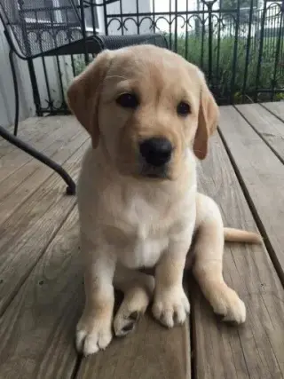 Cachorros de Labrador Retriever Amarillos Disponibles
